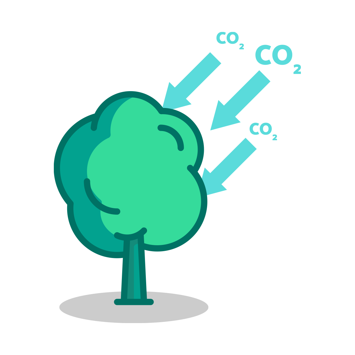 Tree Consuming Carbondioxide