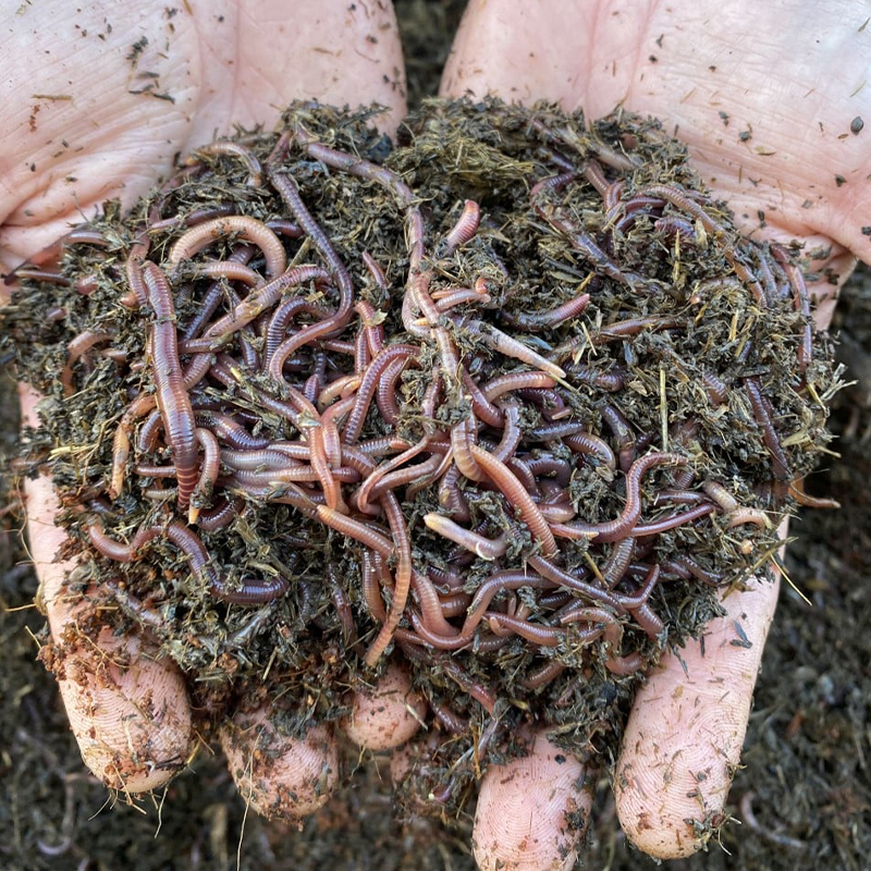 compost-worms