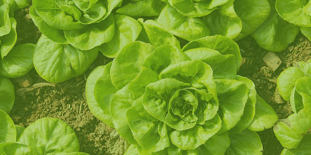 green-plant