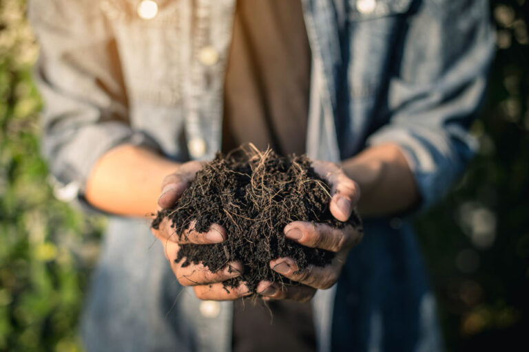 Hands holding soil in agricultural field.