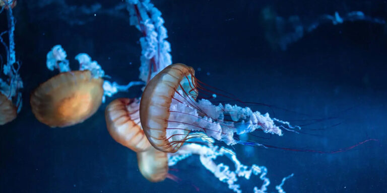 Picture of SEALIFE AQUARIUM: Reducing Waste with BioPak - Compost Connect